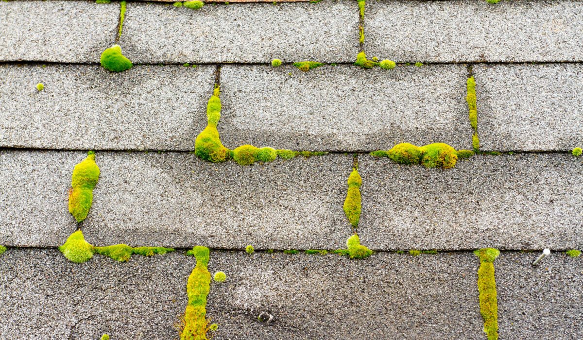 algae and moss on your roof